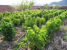 細天麻與天麻 傳統藥材的奧秘與功效